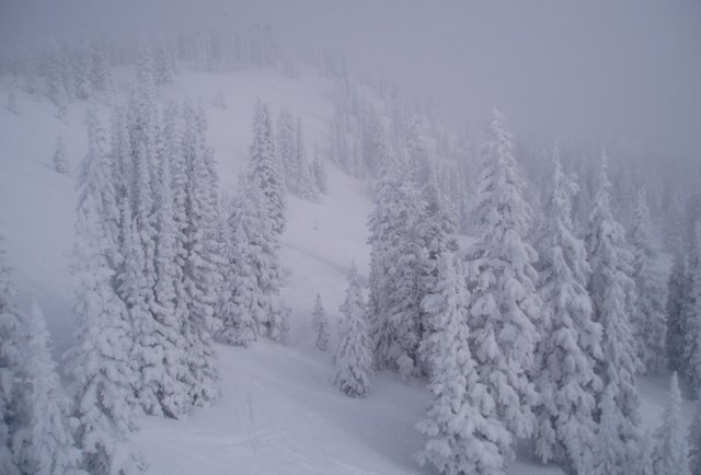 snow-covered trees